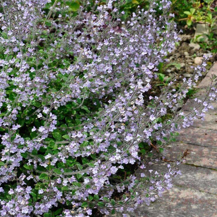 Kaķumētras kalnumētra 'Marvelette blue' (Calamintha nepeta), 10 sēklas