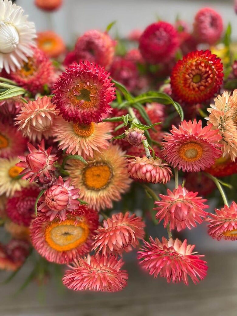 Seglapu salmene 'King size Salmon'  (Helichrysum bracteatum) 0,2g