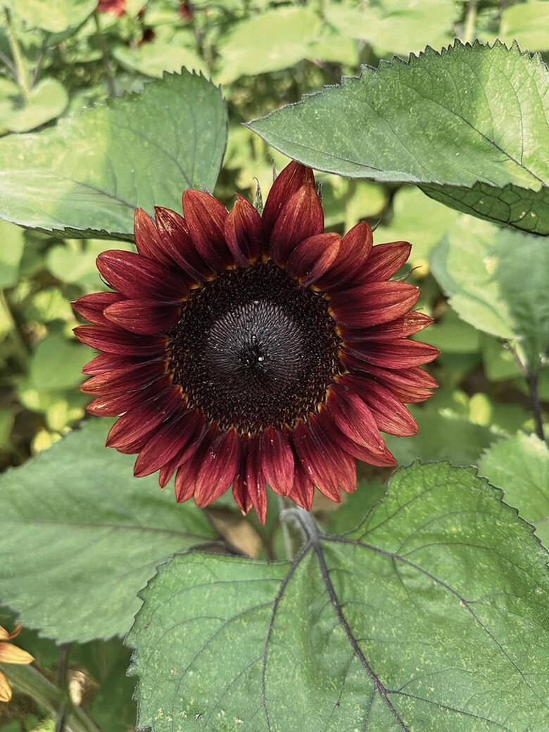 Saulespuķe 'Claret' (Helianthus annuus), 10 sēklas