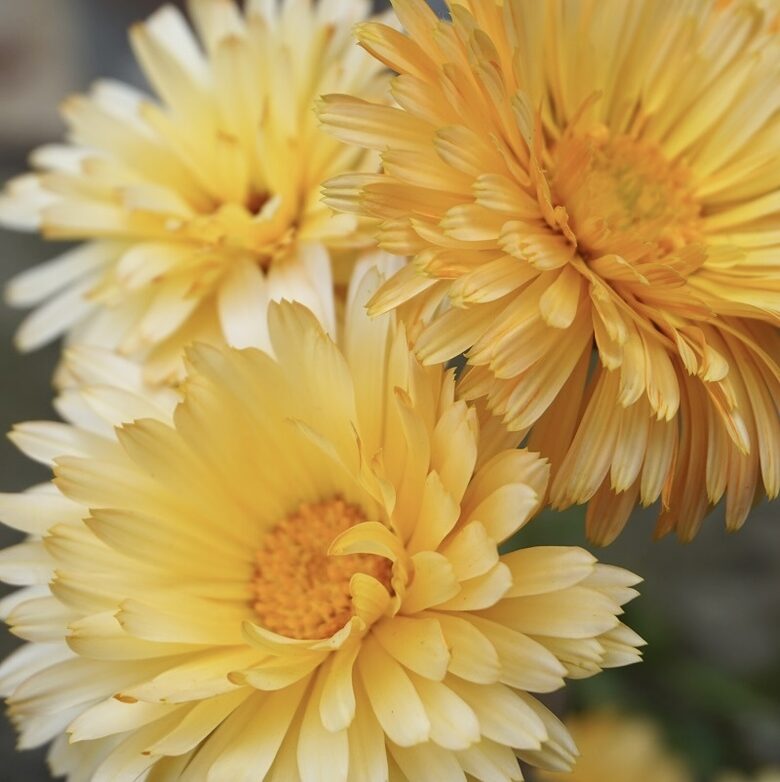 Common marigold 'Apricot Beauty' (Calendula officinalis) 0,5g