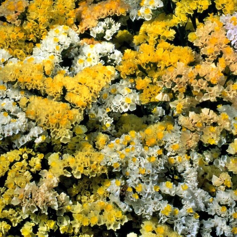 Jomotā limonija 'Forever Moonlight' (Limonium sinuatum) 0,2g