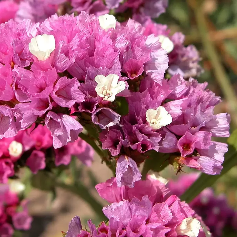 Jomotā limonija 'Forever Rose' (Limonium sinuatum) 0,2g
