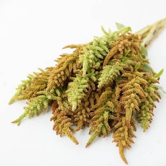 Amarants 'Autumn's touch' (Amaranthus cruentus) 0,1g