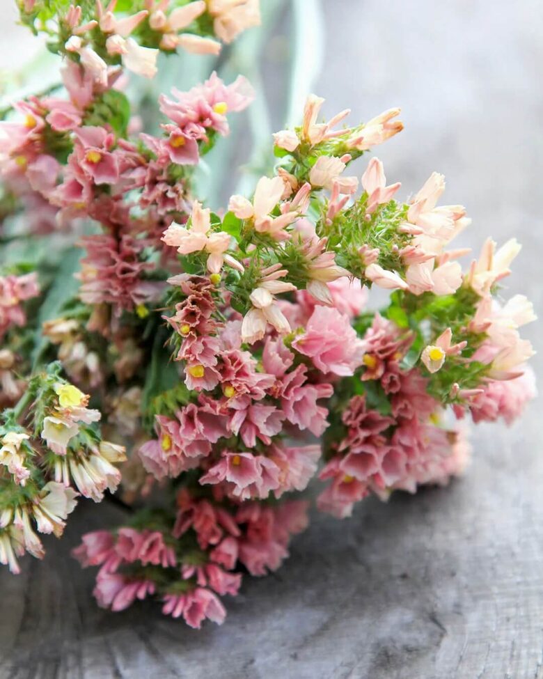 Jomotā limonija 'QIS Apricot' (Limonium sinuatum), 20 sēklas