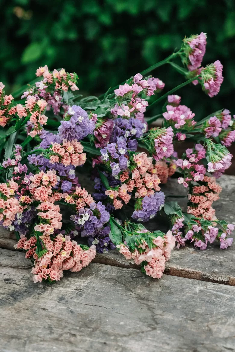 Jomotā limonija 'Pastel mix' (Limonium sinuatum) 0,1g
