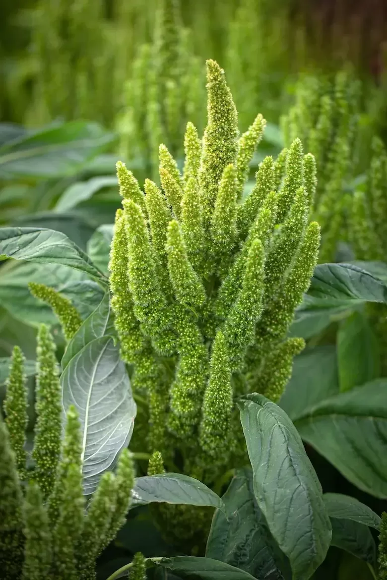 Amarants 'Green thumb' (Amaranthus cruentus) 0,1g