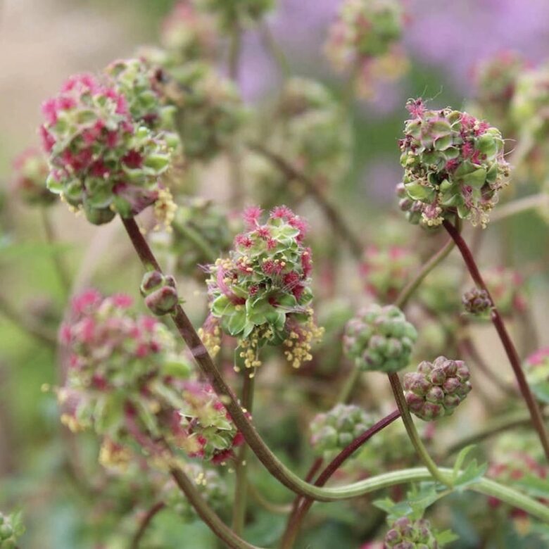 Mazā brūnvālīte (Sanguisorba minor) 0,5g