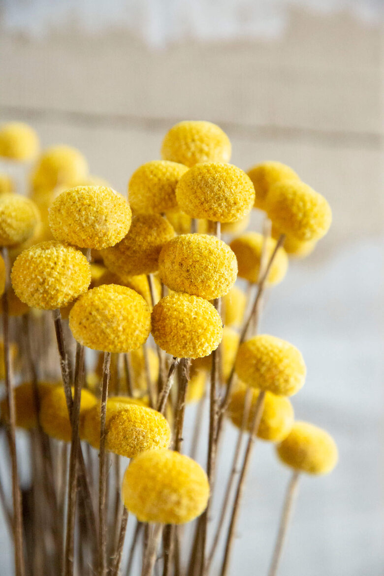 Lodveida kraspēdija (Craspedia globosa) 0,1g