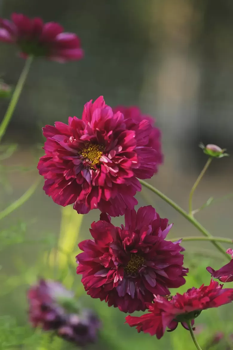 Divplūksnu kosmeja 'Double Click Cranberries' (Cosmos bipinnatus)