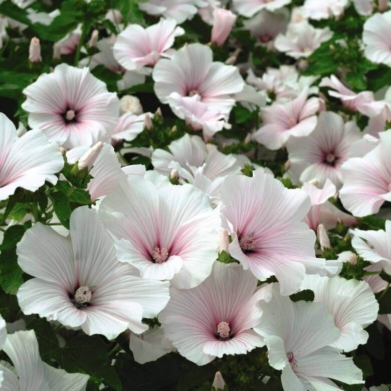 Trīsmēnešu lavatēra 'Dwarf Pink Blush' (Lavatera trimestris) 25 sēklas