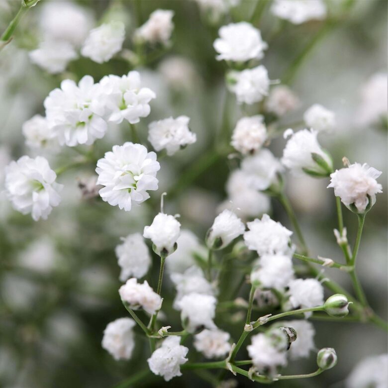 Skarainā ģipsene 'Snowflake' (Gypsophila paniculata) 0,2g