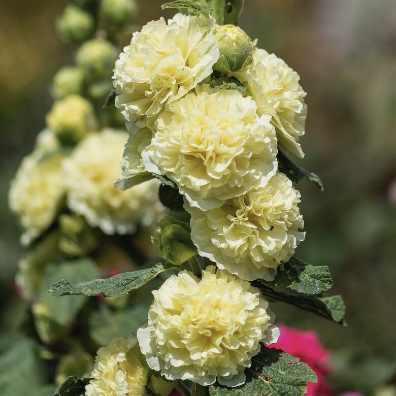Parastā kāršroze 'Majorette Yellow' (Alcea rosea annua), 10 sēklas