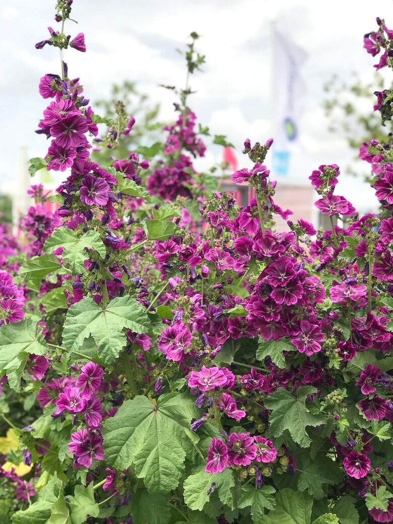 Meža malva (Malva sylvestris)
