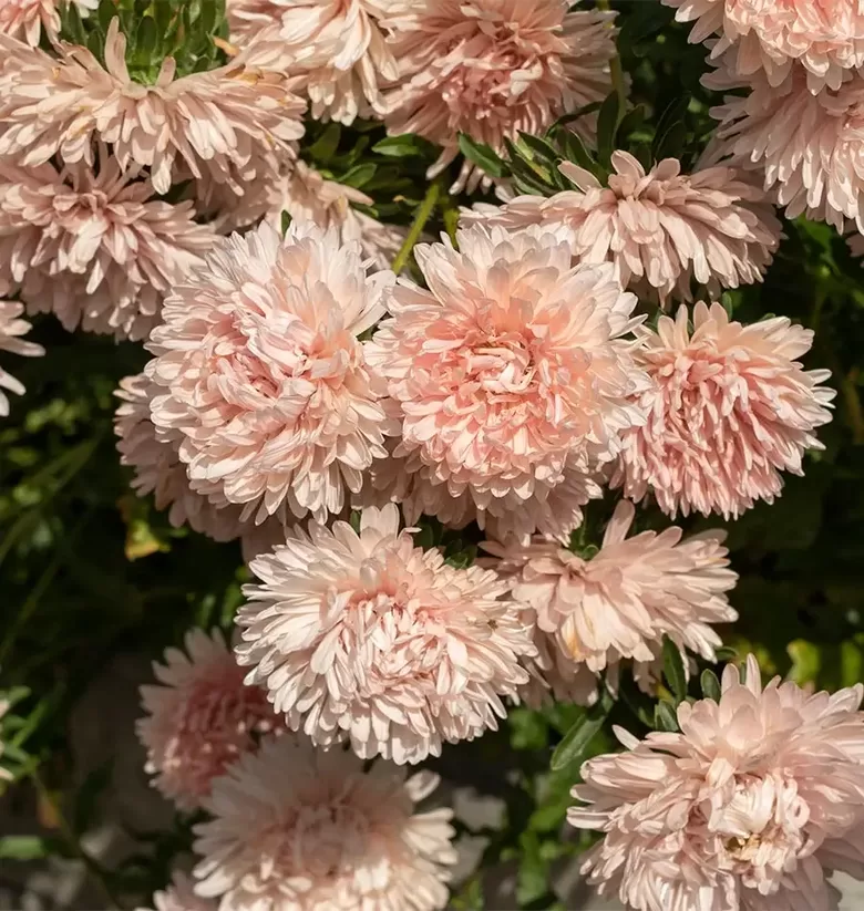 Ķīnas astere ‘King Size Apricot’ (Callistephus chinensis) 0,1g