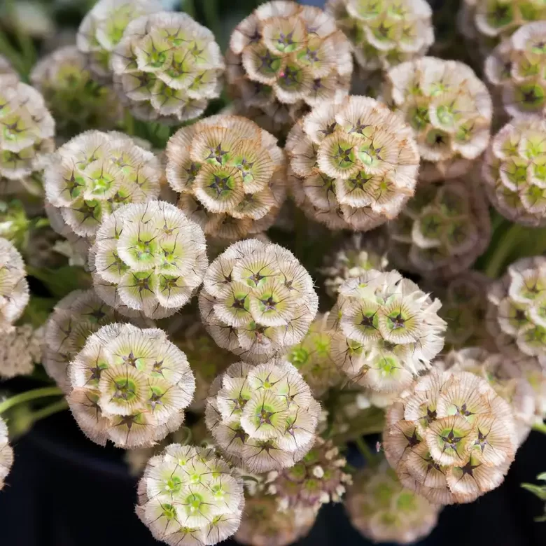 Zvaigžņotā skabioza 'Paper Moon' (Scabiosa stellata) 20 sēklas