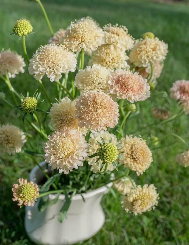 Skabioza 'Fata morgana' (Scabiosa atropurpurea) 0,5g