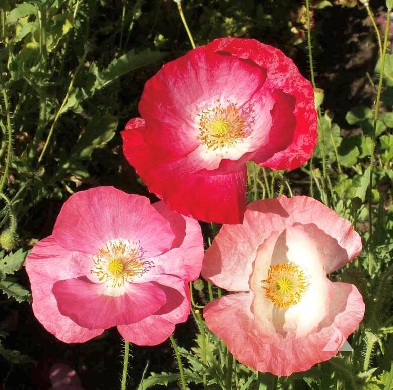 Zīda magone 'Shirley Single Mixed' (Papaver rhoeas)