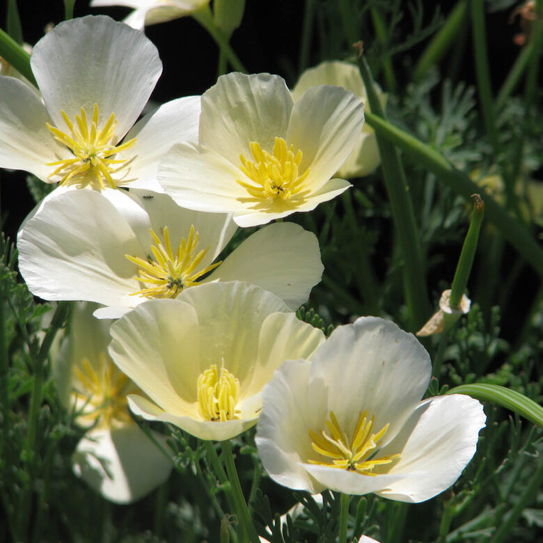 Ešolcija 'Milky White' (Eschscholzia californica) 0,1g