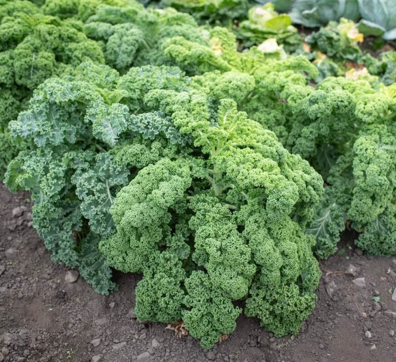Kale 'Halbhoher Grüner Krauser' (Brassica oleracea acephala var. Sabellica) 20 sēklas