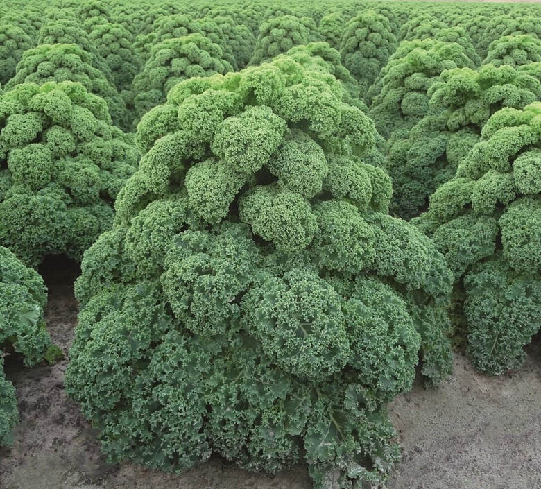 Kale ‘Oldenbor’ F1 (Brassica oleracea acephala var. sabellica) 20 seeds