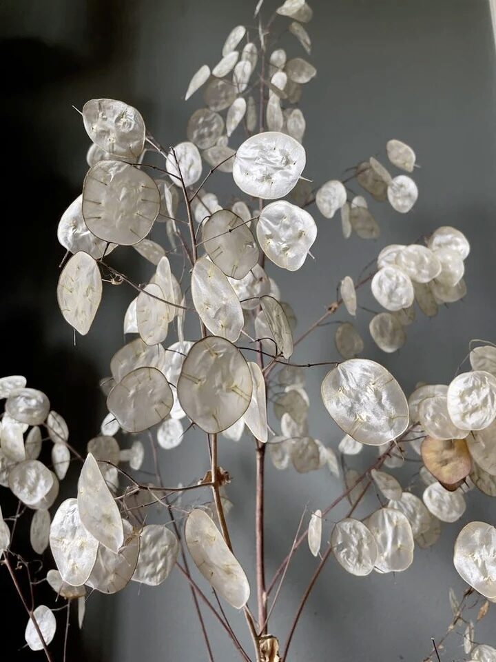 Vasaras mēnesene 'Violet' (Lunaria annua) 0,5g