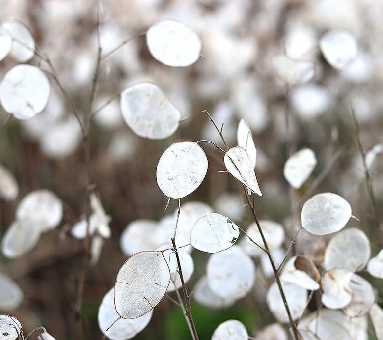 Vasaras mēnesene 'Alba' (Lunaria annua) 0,5g