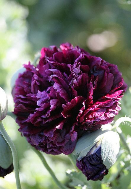 Miega magone 'Black peony' (Papaver somniferum) 0,5g
