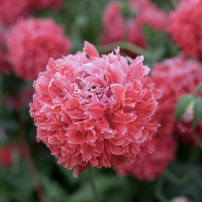 Miega magone 'Frosted Salmon peony' (Papaver somniferum) 0,5g