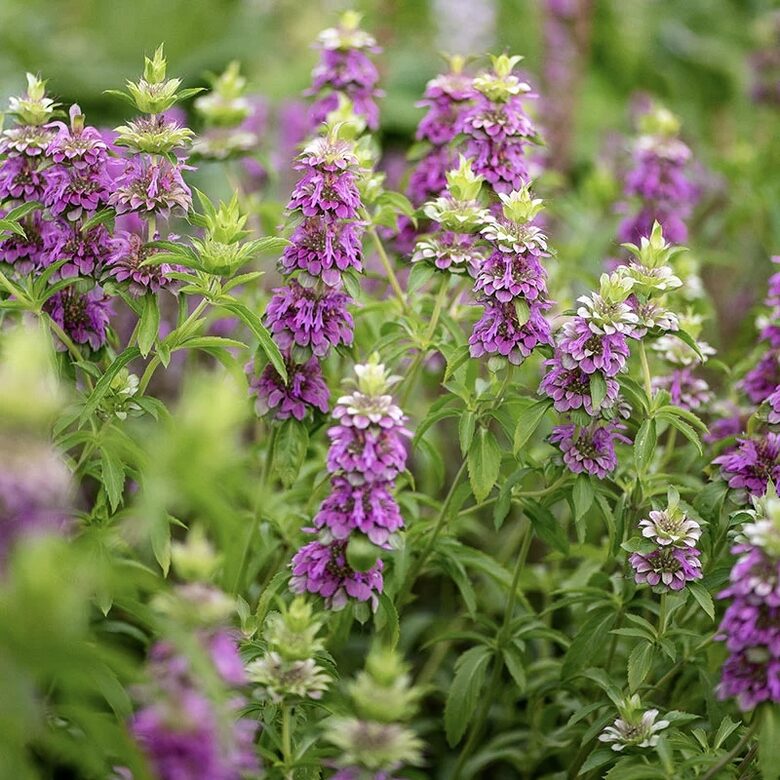 Citronmonarda (Monarda citriodora) 0,1g