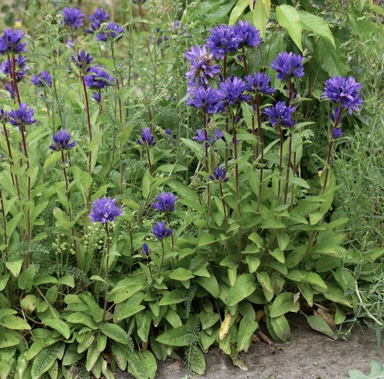 Kamolainā pulkstenīte (Campanula Glomerata) 0,1g