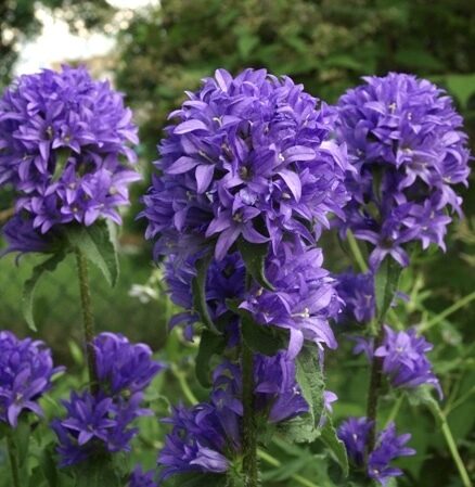 Kamolainā pulkstenīte (Campanula Glomerata) 0,1g