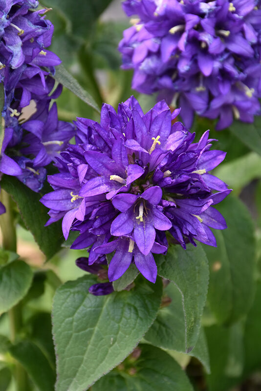 Kamolainā pulkstenīte (Campanula Glomerata) 0,1g