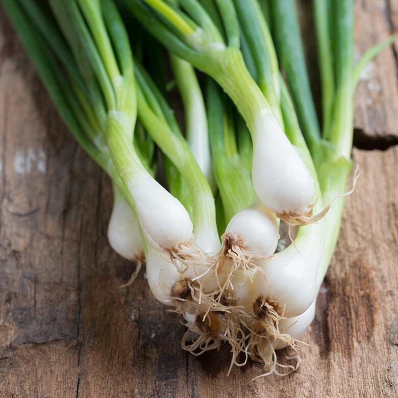 Loku sīpoli 'Witte van Lissabon' (Allium Cepa) 0,5g