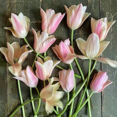 Tulip 'Sanne' 5 bulbs