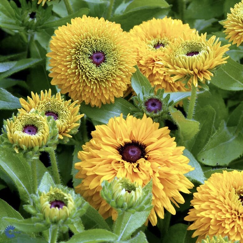 Pūkainā rudbekija "Maya" (Rudbeckia hirta), 10 sēklas