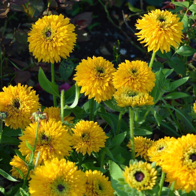 Pūkainā rudbekija "Maya" (Rudbeckia hirta), 10 sēklas