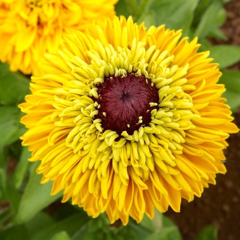 Pūkainā rudbekija "Maya" (Rudbeckia hirta), 10 sēklas