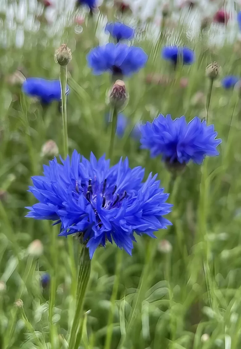Rudzupuķe 'Blue Ball' (Centaurea cyanus)