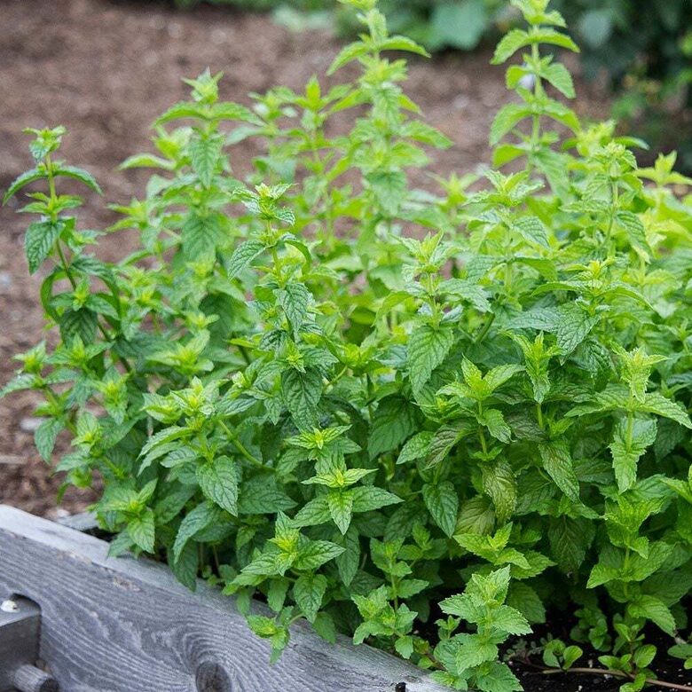 Piparmētra (Mentha piperita) 0,1g