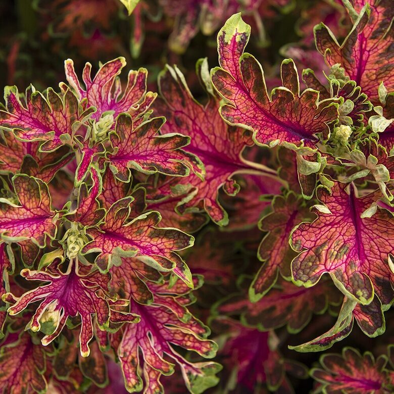 Painted nettle "Colocha Scarlet" (Coleus blumei), 20 seeds