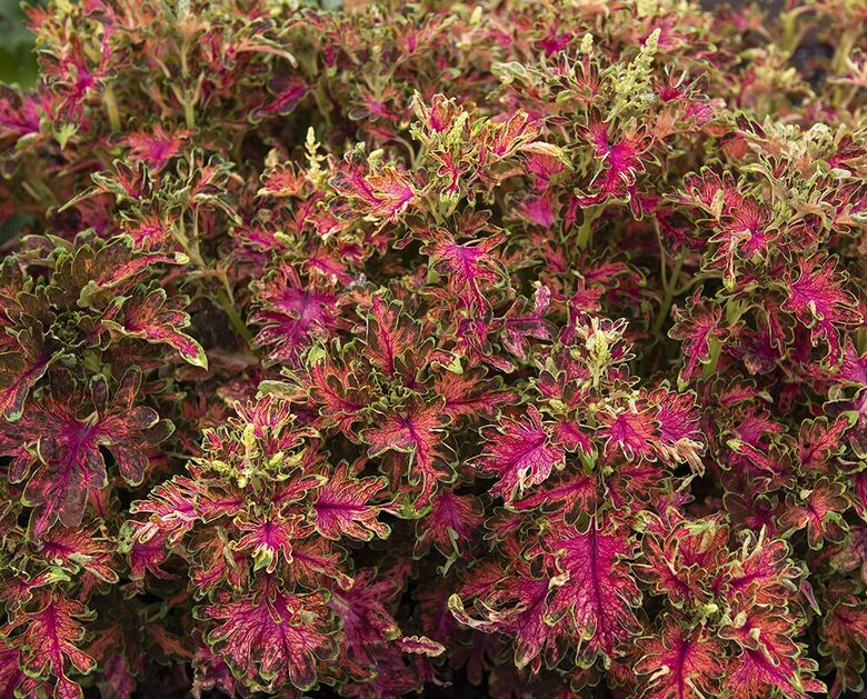Painted nettle "Colocha Scarlet" (Coleus blumei), 20 seeds