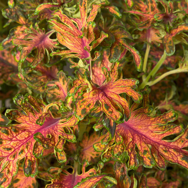 Painted nettle "Colocha Scarlet" (Coleus blumei), 20 seeds