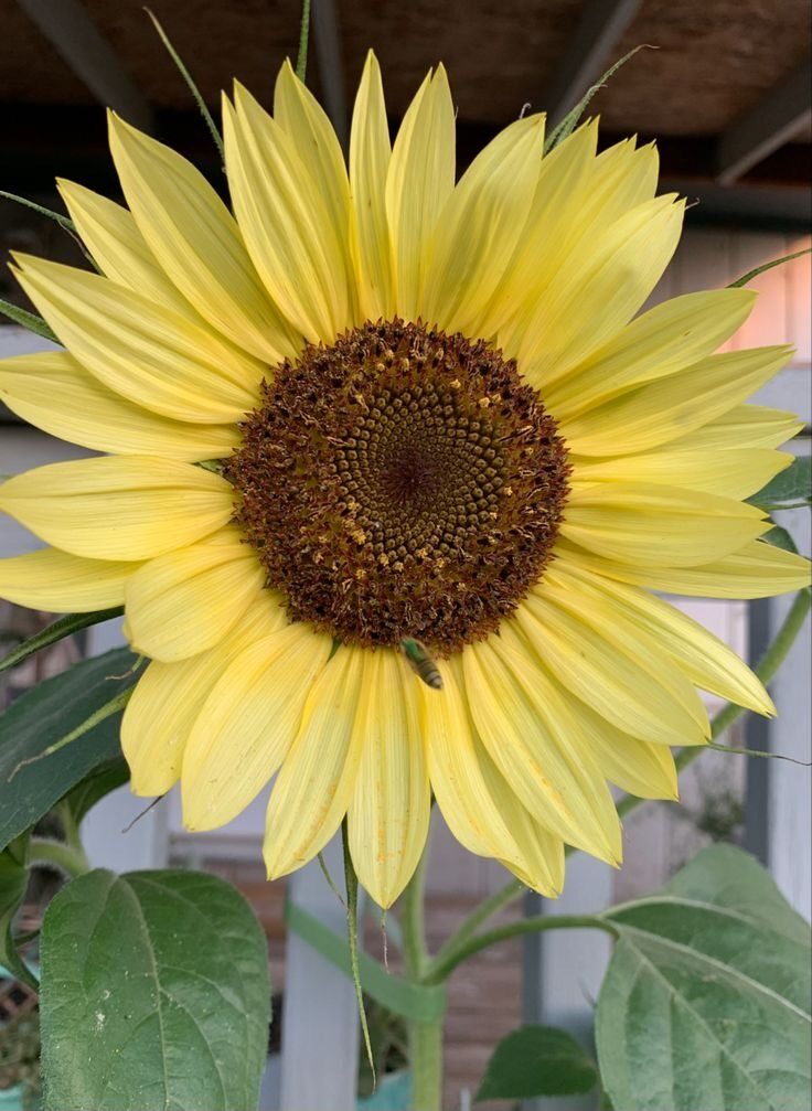 Saulespuķe “Moonshine” (Helianthus annuus) 0,5g
