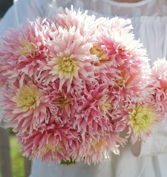 Dālija 'Just Married', 1 gb