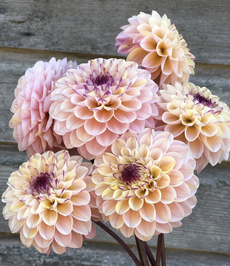 Dahlia 'Wine Eyed Jill' 1 tuber