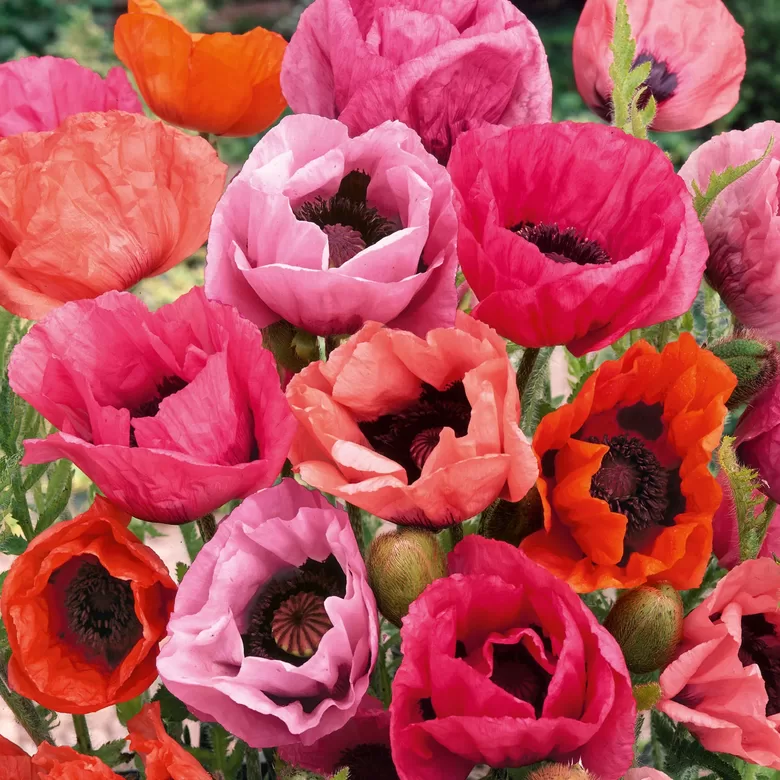 Austrumu magone, pastel MIX (Papaver orientale) 0,1g