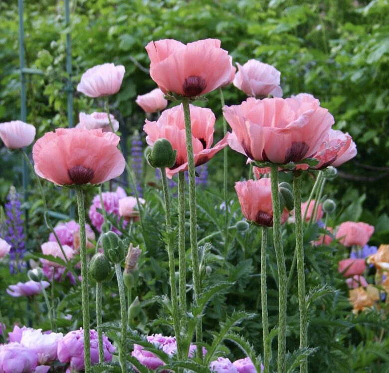 Austrumu magone, pastel MIX (Papaver orientale) 0,1g