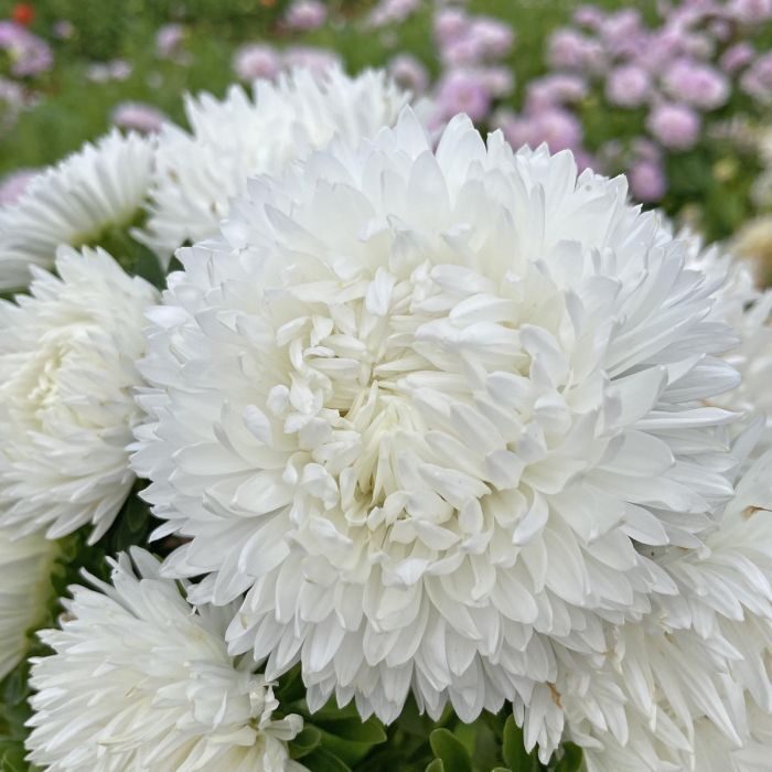 China aster "King size White" (Callistephus chinensis) 0,1g