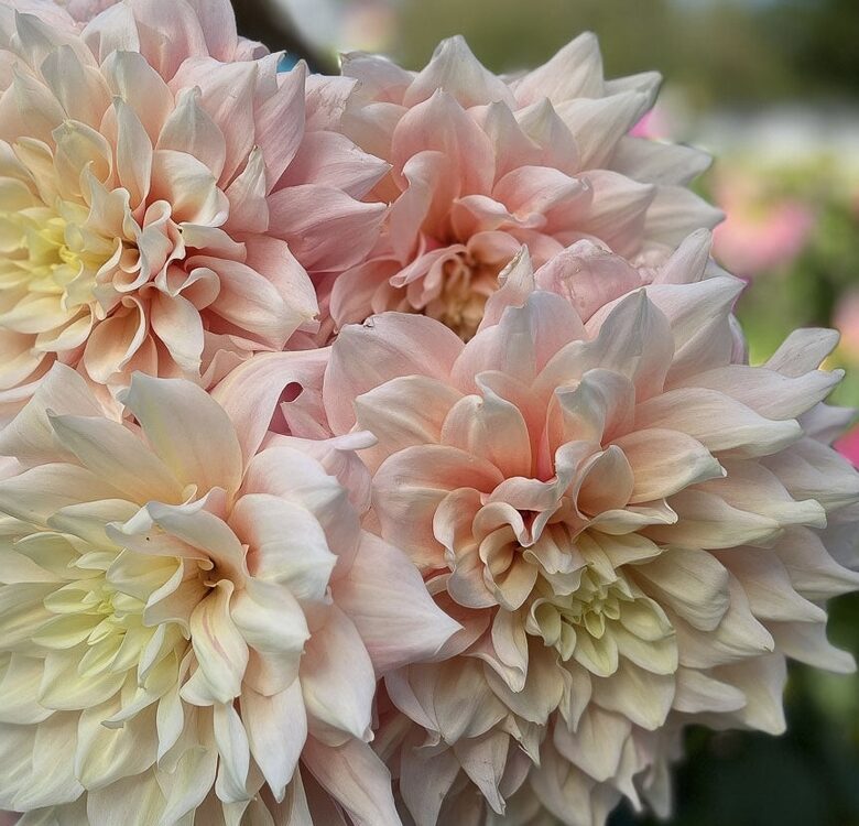 Dahlia 'Break Out' 1 tuber