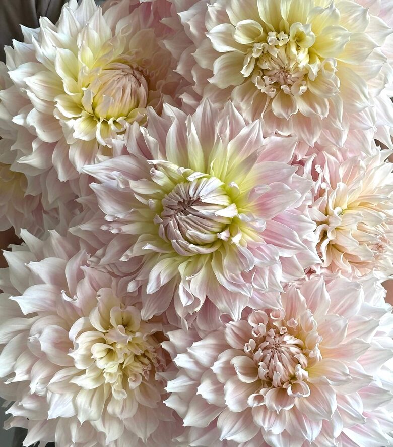 Dālija KA's® Cloud' 1 gums